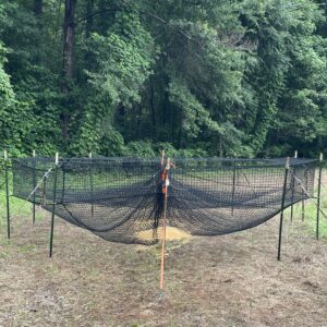 old trap training mode with bait